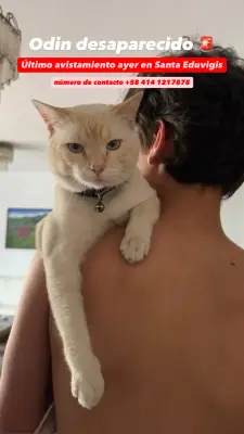 Odin