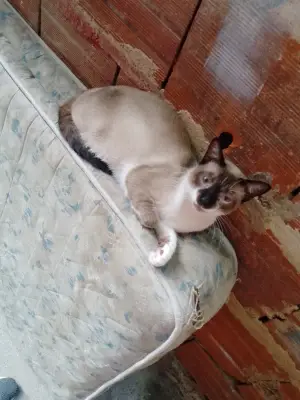 Kitty