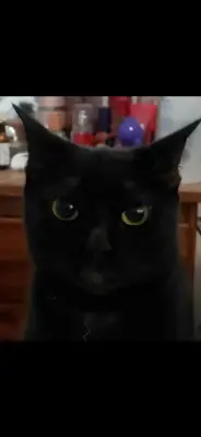 ONIX (GATA)