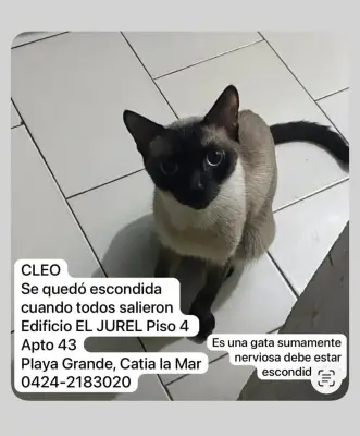 Cleo