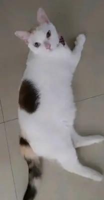 Blanca