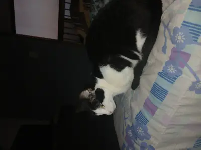 Kitty