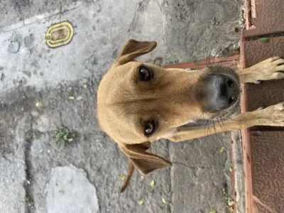 Canino