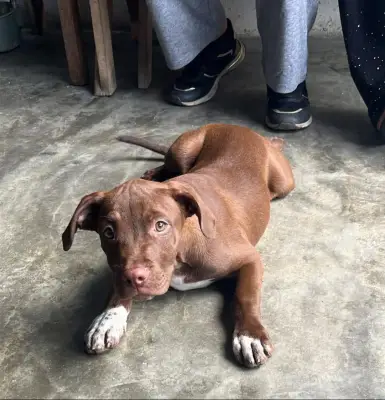Perro perdido