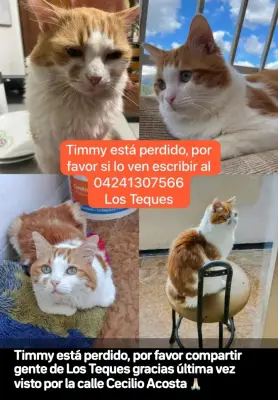 Gato perdido