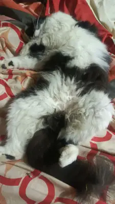 Morita