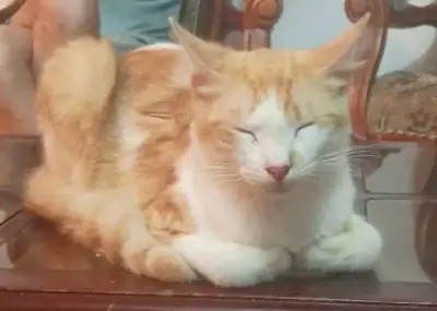 Pumba