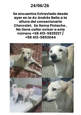 Pistacho