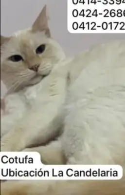 Cotufa