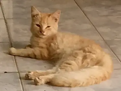 Lucas