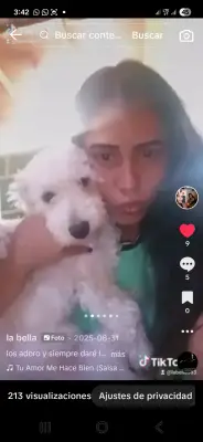 Perro perdido