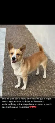 Perro