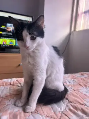 Gato