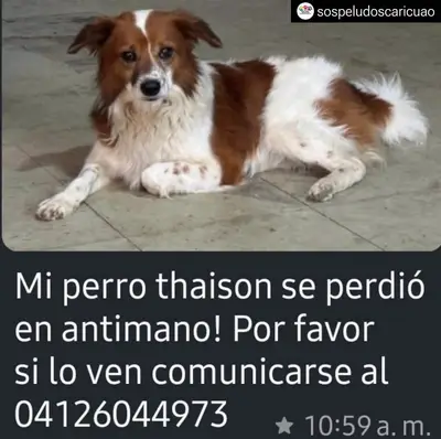 Thaison