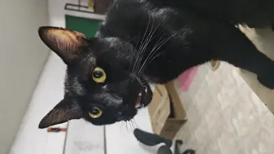 Luci