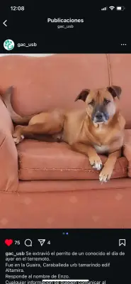 Enzo