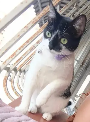 Kiki — foto 1