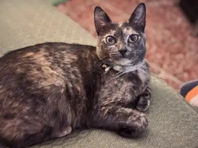 Kitty
