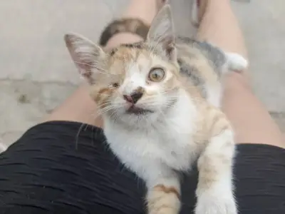Ciela