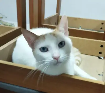 MILKY