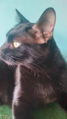 Loki, reunida con su familia — foto 2