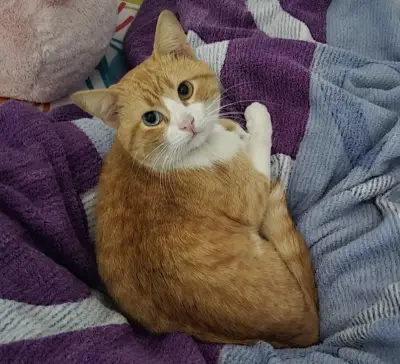 Leo es un gato
