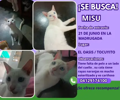 Misu