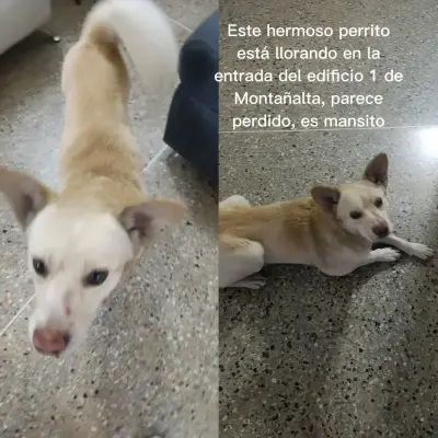 Perro perdido