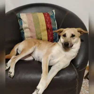 Velita