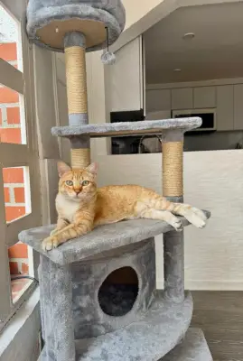 Gatito