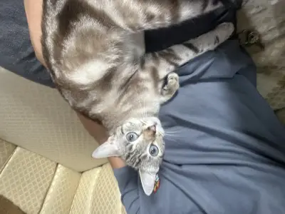 Cleo