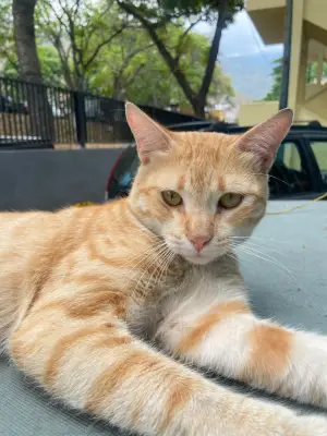 Tigrito