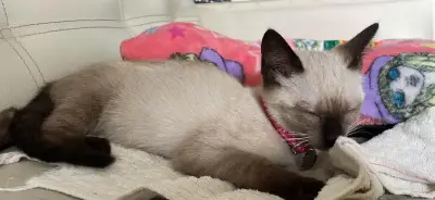 Arya