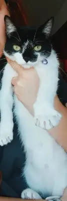 Kiki — foto 2