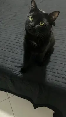 Foto de Pepper, reunida con su familia