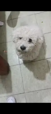 Perro perdido