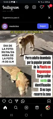 Perro perdido