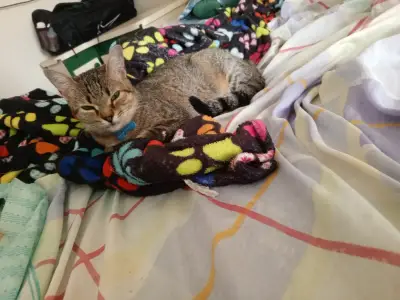 Chiqui