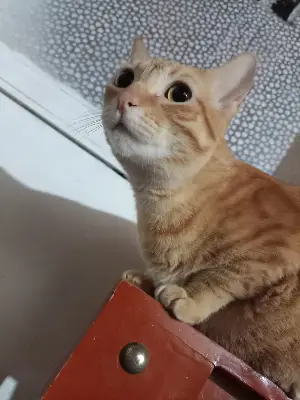 Luna — foto 2