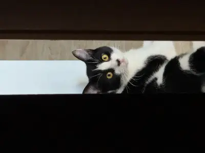 Vinnie