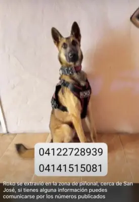 Roko