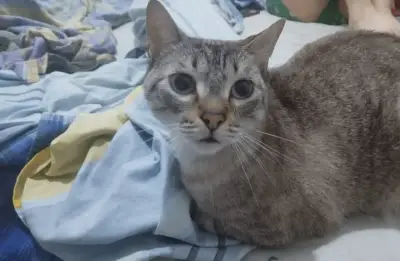 Copito
