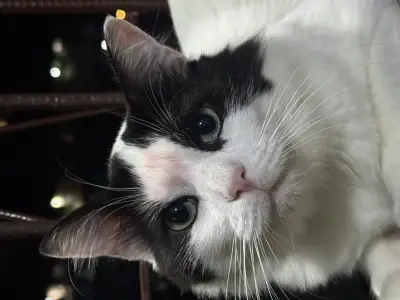 Antonio