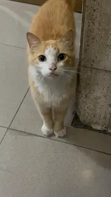Gato — foto 3