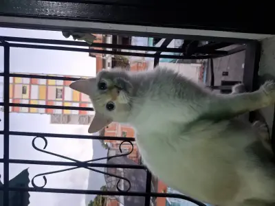 Chayane