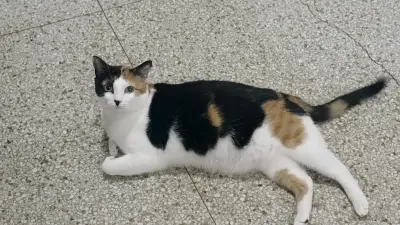 Niña