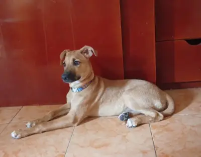 Lilo