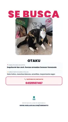 Otaku, gata calico, lleva gargantilla color naranja