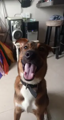 Mylo