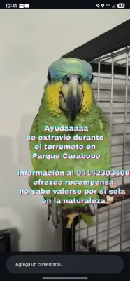 Perro perdido
